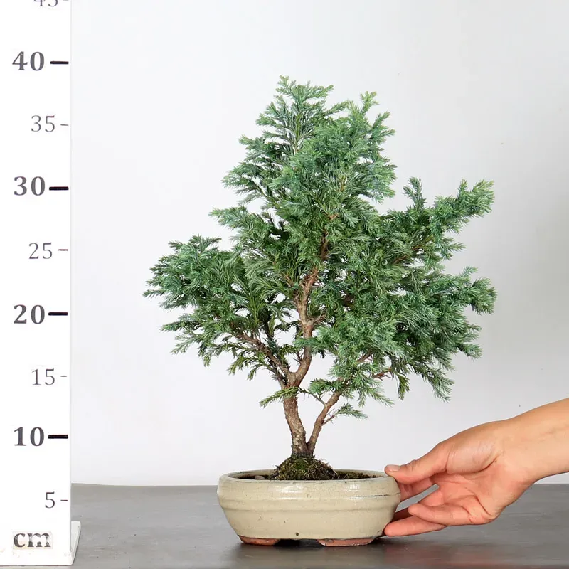 image supplémentaire - CHAMAECYPARIS pisifera...