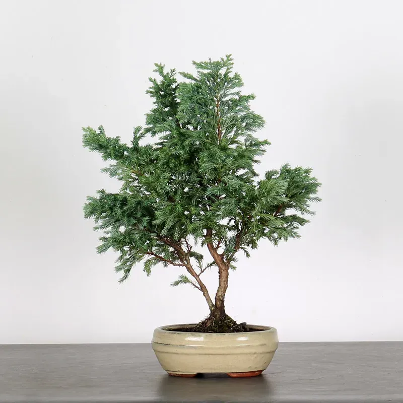 CHAMAECYPARIS pisifera BOULEVARD 3-5