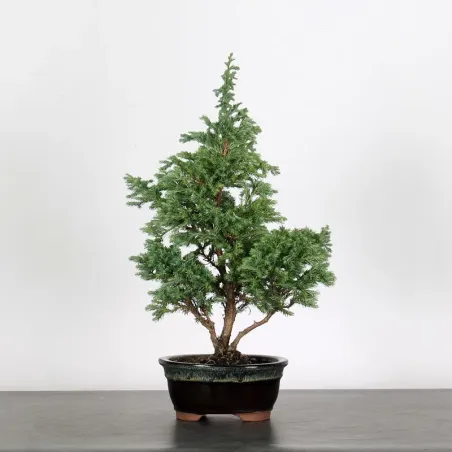 CHAMAECYPARIS pisifera BOULEVARD 3-6