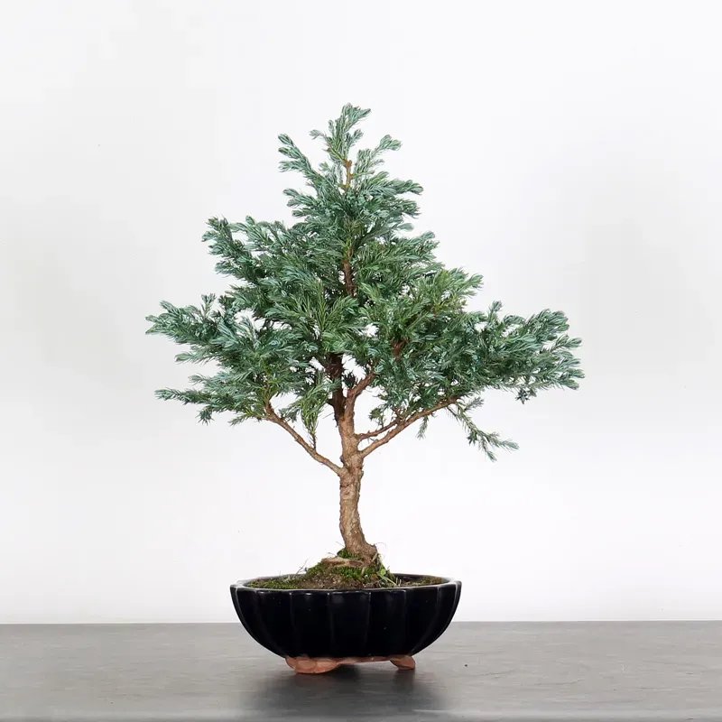 CHAMAECYPARIS pisifera BOULEVARD 3-7