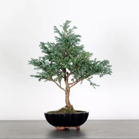 CHAMAECYPARIS pisifera BOULEVARD 3-7