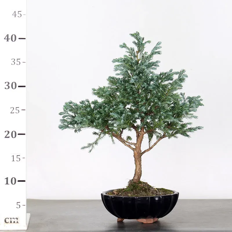 image supplémentaire - CHAMAECYPARIS pisifera...