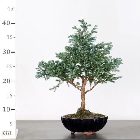 image supplémentaire - CHAMAECYPARIS pisifera...