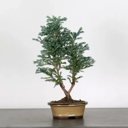CHAMAECYPARIS pisifera BOULEVARD 3-8
