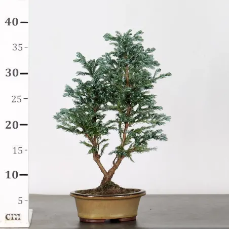 image supplémentaire - CHAMAECYPARIS pisifera...