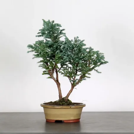 CHAMAECYPARIS pisifera BOULEVARD 3-9