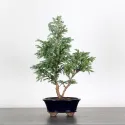 CHAMAECYPARIS pisifera BOULEVARD 3-10