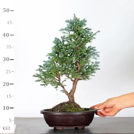 image supplémentaire - CHAMAECYPARIS pisifera...