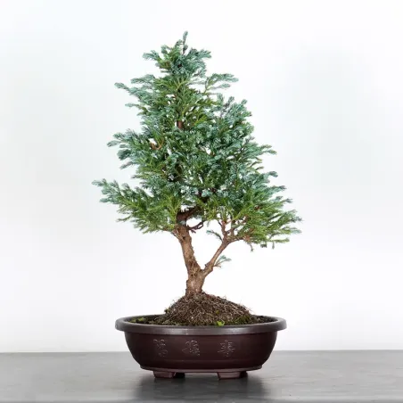 CHAMAECYPARIS pisifera BOULEVARD 3-11