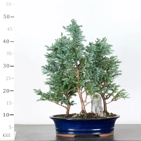 image supplémentaire - CHAMAECYPARIS pisifera...