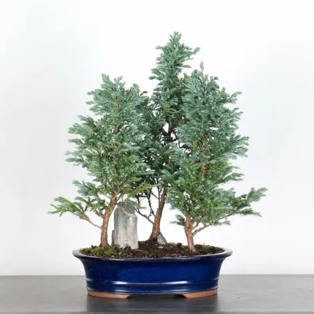 CHAMAECYPARIS pisifera BOULEVARD FOREST 3-12
