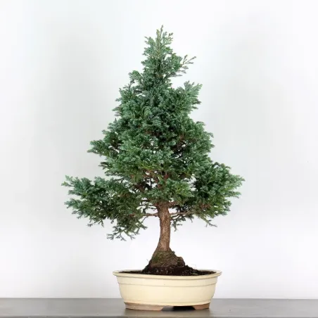 CHAMAECYPARIS pisifera BOULEVARD 3-13