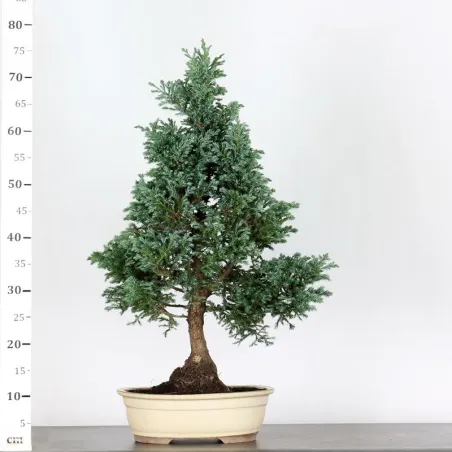 image supplémentaire - CHAMAECYPARIS pisifera...