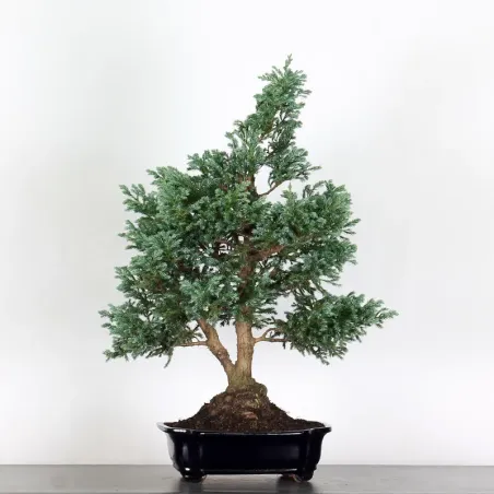 CHAMAECYPARIS pisifera BOULEVARD 3-14