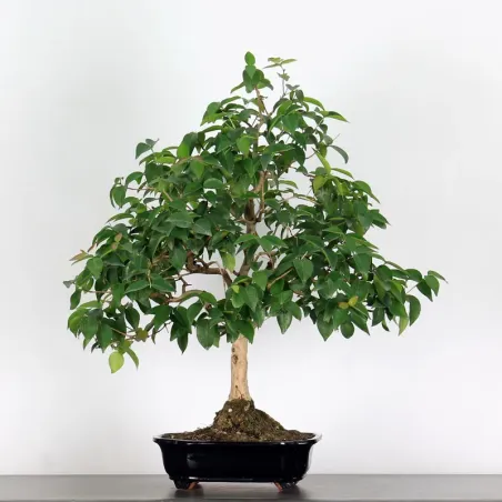 EUGENIA UNIFLORA 1-1