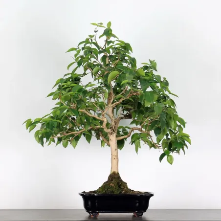 image supplémentaire - EUGENIA UNIFLORA 1-1