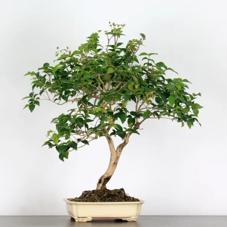 image supplémentaire - EUGENIA UNIFLORA 1-2