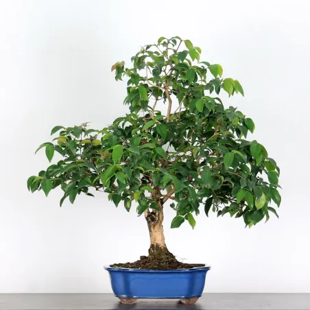 image supplémentaire - EUGENIA UNIFLORA 1-3