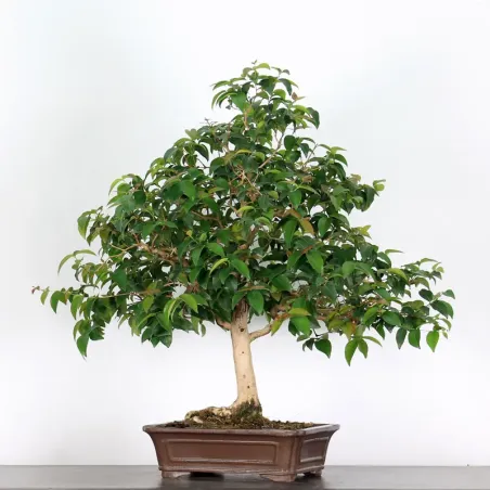 BONSAI EUGENIA 1-4