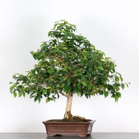 image supplémentaire - BONSAI EUGENIA 1-4