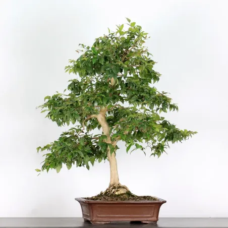 EUGENIA UNIFLORA 1-5