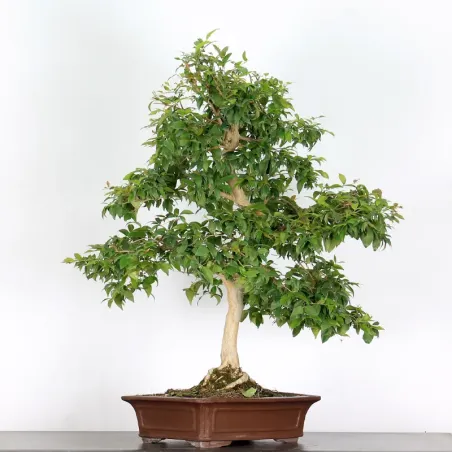 image supplémentaire - EUGENIA UNIFLORA 1-5
