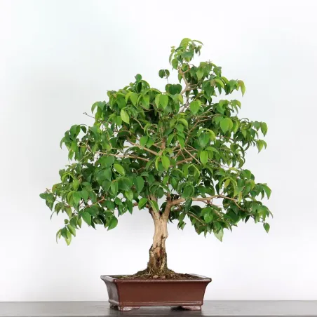 EUGENIA UNIFLORA 1-6