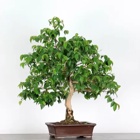 image supplémentaire - EUGENIA UNIFLORA 1-6