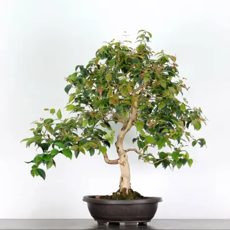 EUGENIA UNIFLORA 1-7