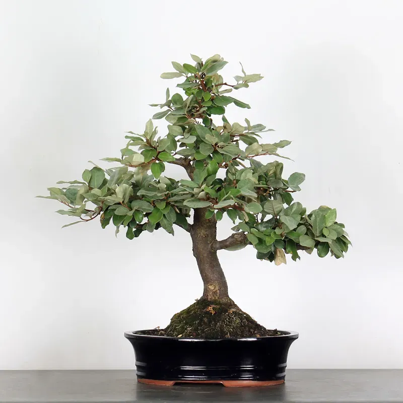 Bonsai Eleagnus Pungen