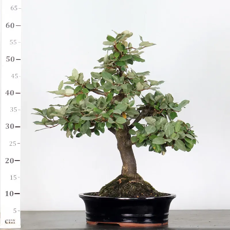 image supplémentaire - BONSAI ELAEAGNUS PUNGEN 1-1