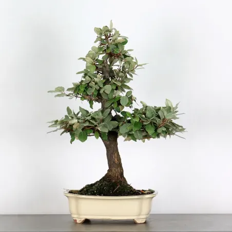 Bonsai Eleagnus Pungen