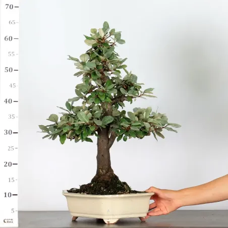 image supplémentaire - BONSAI ELAEAGNUS PUNGEN 1-2