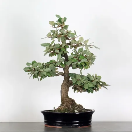 Bonsai Eleagnus Pungen