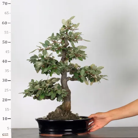 image supplémentaire - BONSAI ELAEAGNUS PUNGEN 1-3