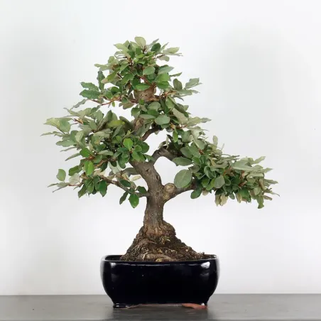 image supplémentaire - BONSAI ELAEAGNUS PUNGEN 1-4