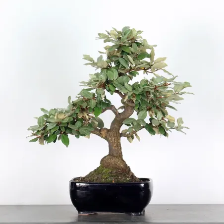 BONSAI ELAEAGNUS PUNGEN 1-4