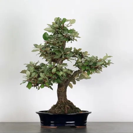 Bonsai Elaeagnus Pungen