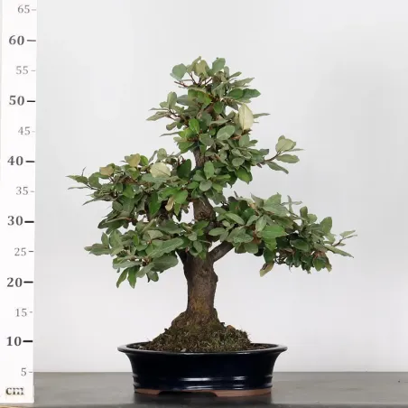 image supplémentaire - BONSAI ELAEAGNUS PUNGEN 1-5