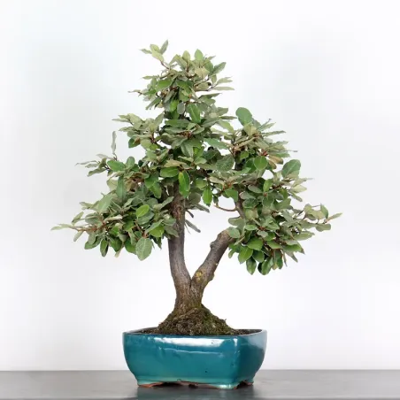 Bonsai Elaeagnus Pungen