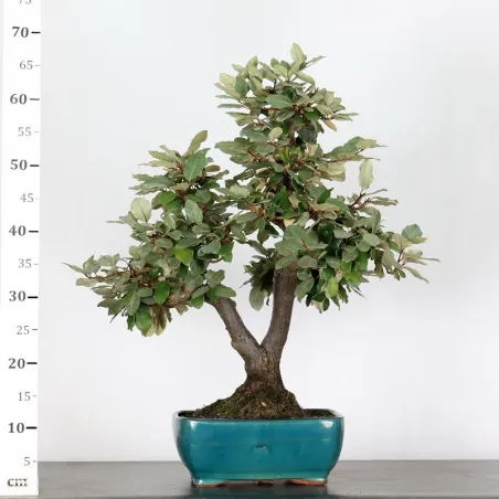 image supplémentaire - BONSAI ELAEAGNUS PUNGEN 1-7