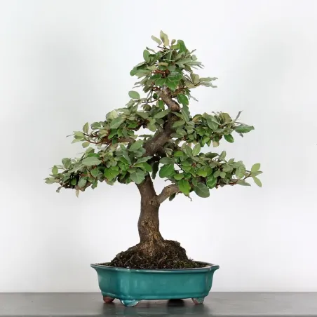 Bonsai Elaeagnus Pungen