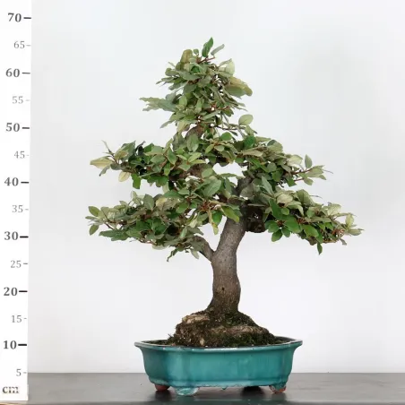 image supplémentaire - BONSAI ELAEAGNUS PUNGEN 1-9