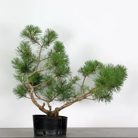 PREBONSAI "PINUS MUGO" n°4