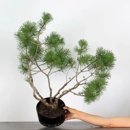 image supplémentaire - PREBONSAI "PINUS MUGO" n°4