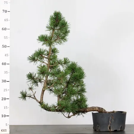 image supplémentaire - PREBONSAI "PINUS MUGO" n°5