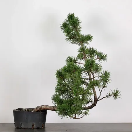 PREBONSAI "PINUS MUGO" n°5
