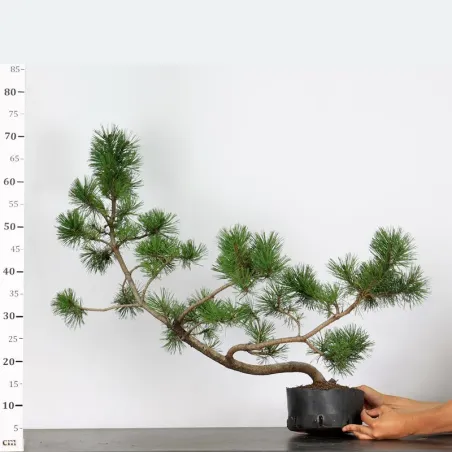 image supplémentaire - PREBONSAI "PINUS MUGO" n°6
