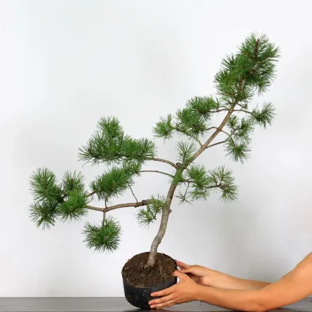 PREBONSAI "PINUS MUGO" n°6