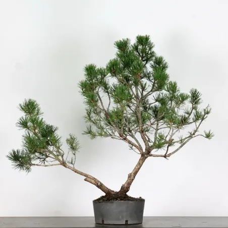 image supplémentaire - PREBONSAI "PINUS MUGO" n°7